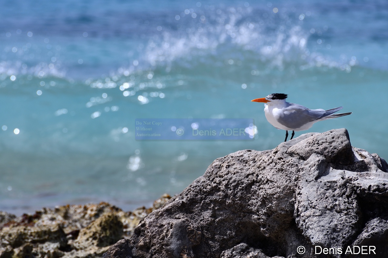 Thalasseus maximus Sterna maxima Sterne royale Royal Tern DSC_8034_00138_tn.jpg